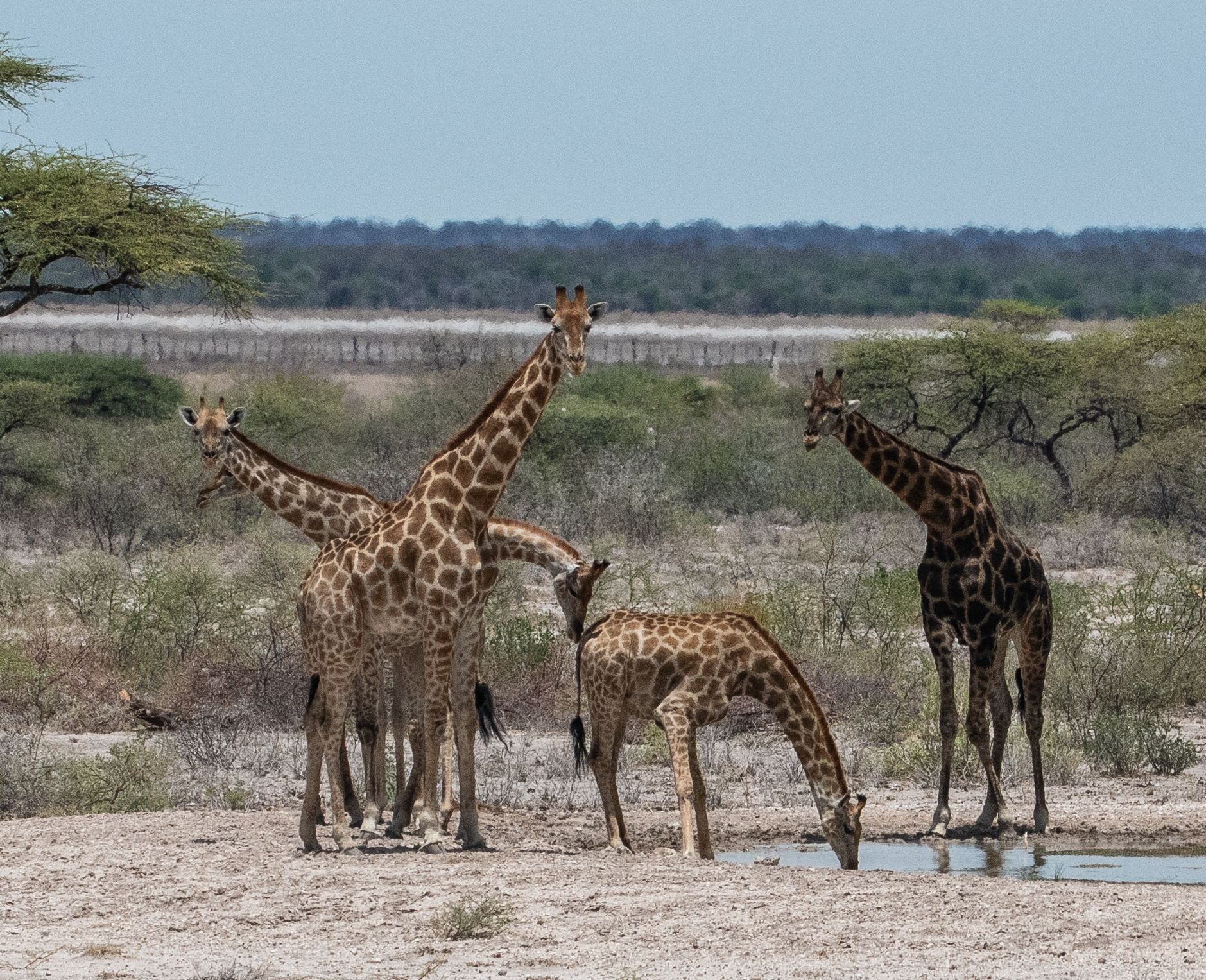 Girafes d'Angola (Angolan or Namibian giraffes, Giraffa cameleopardis angolensis), Onguma The Fort waterhole, Parc National d'Etosha, Namibie.